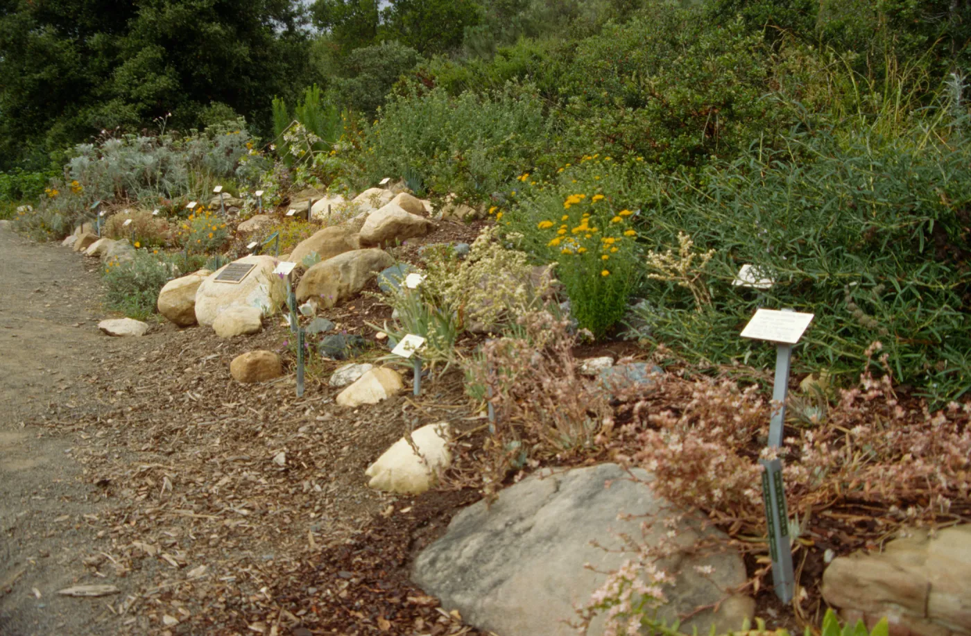 Dudleya Display