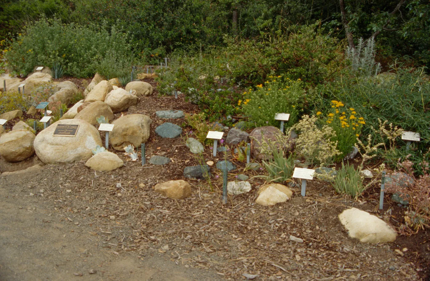 Dudleya Display