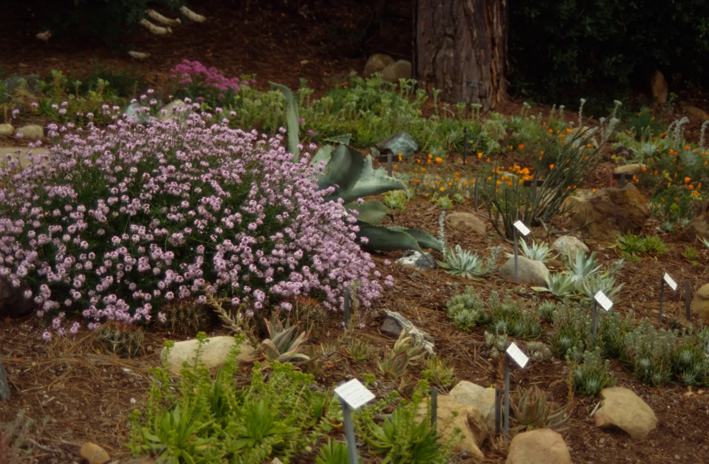 Dudleya Display 1995
