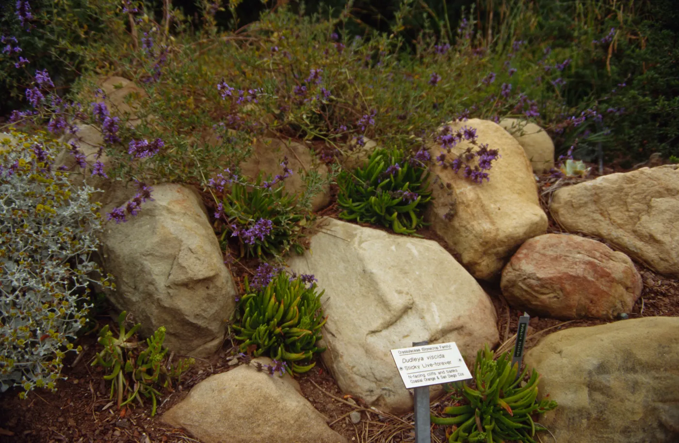 dudleya display