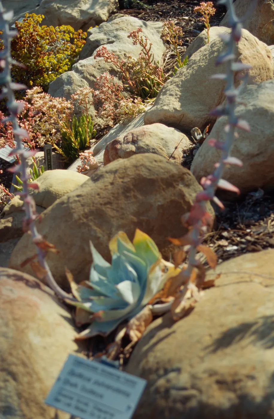 Dudleya Display