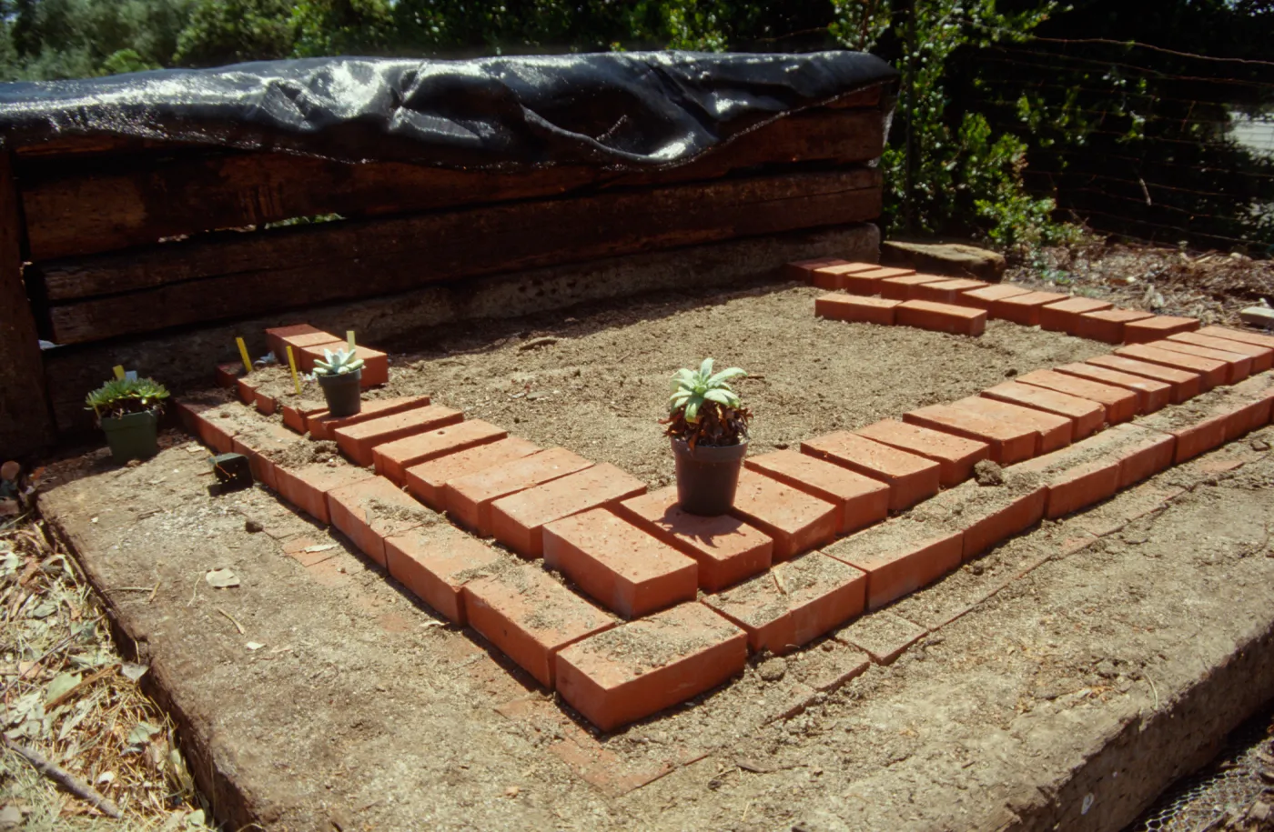 Dudleya Test Plot, August 1998