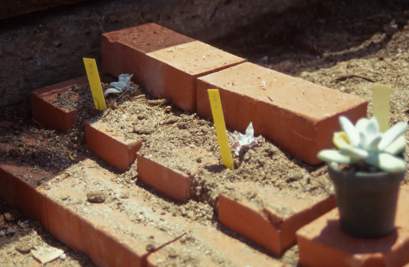 Dudleya Test Plot, August 1998