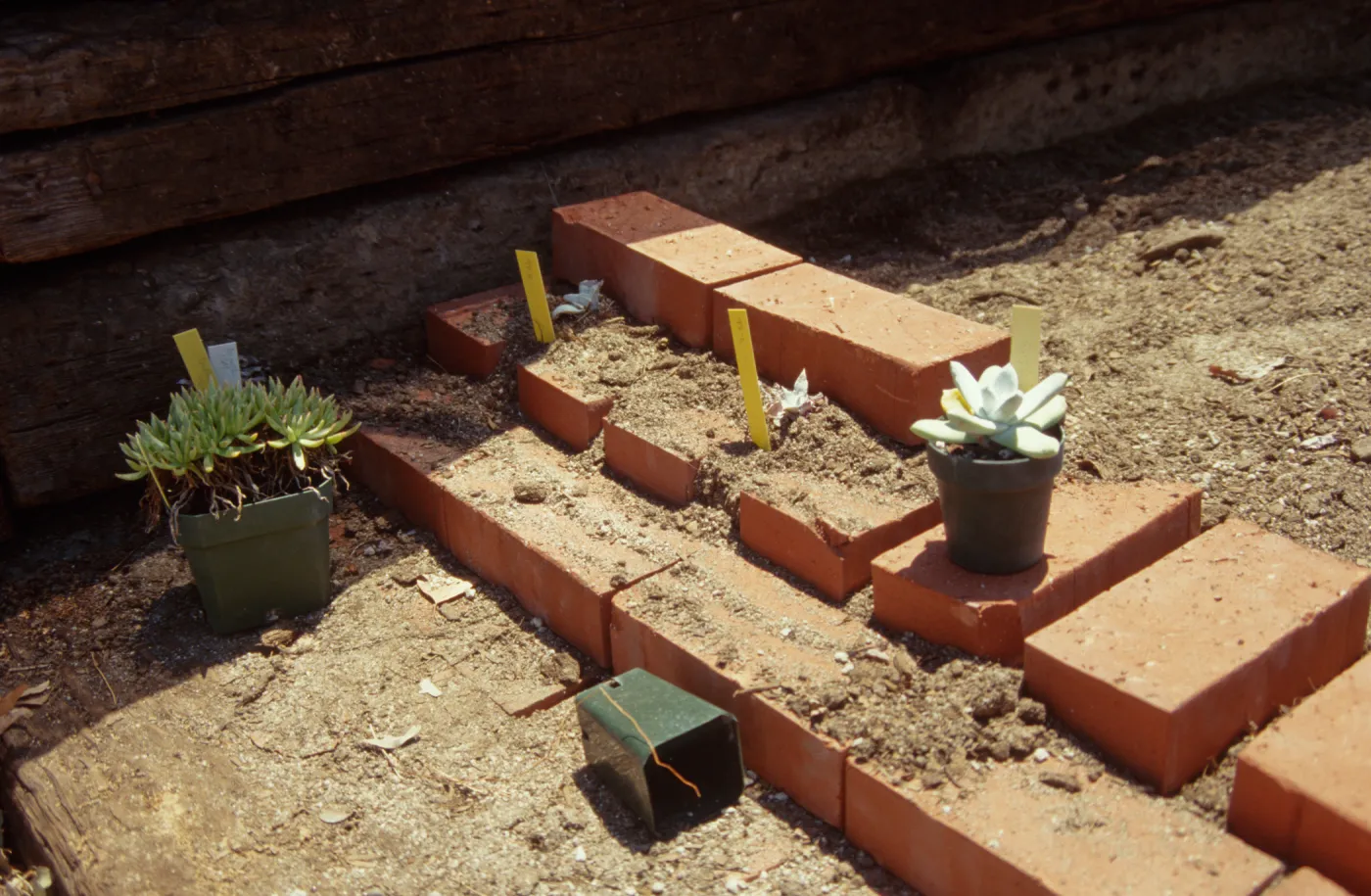 Dudleya Test Plot, August 1998
