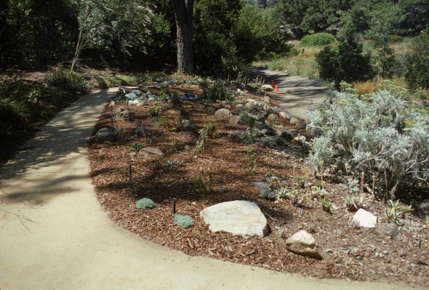 Newly Planted Dudleya Bed 