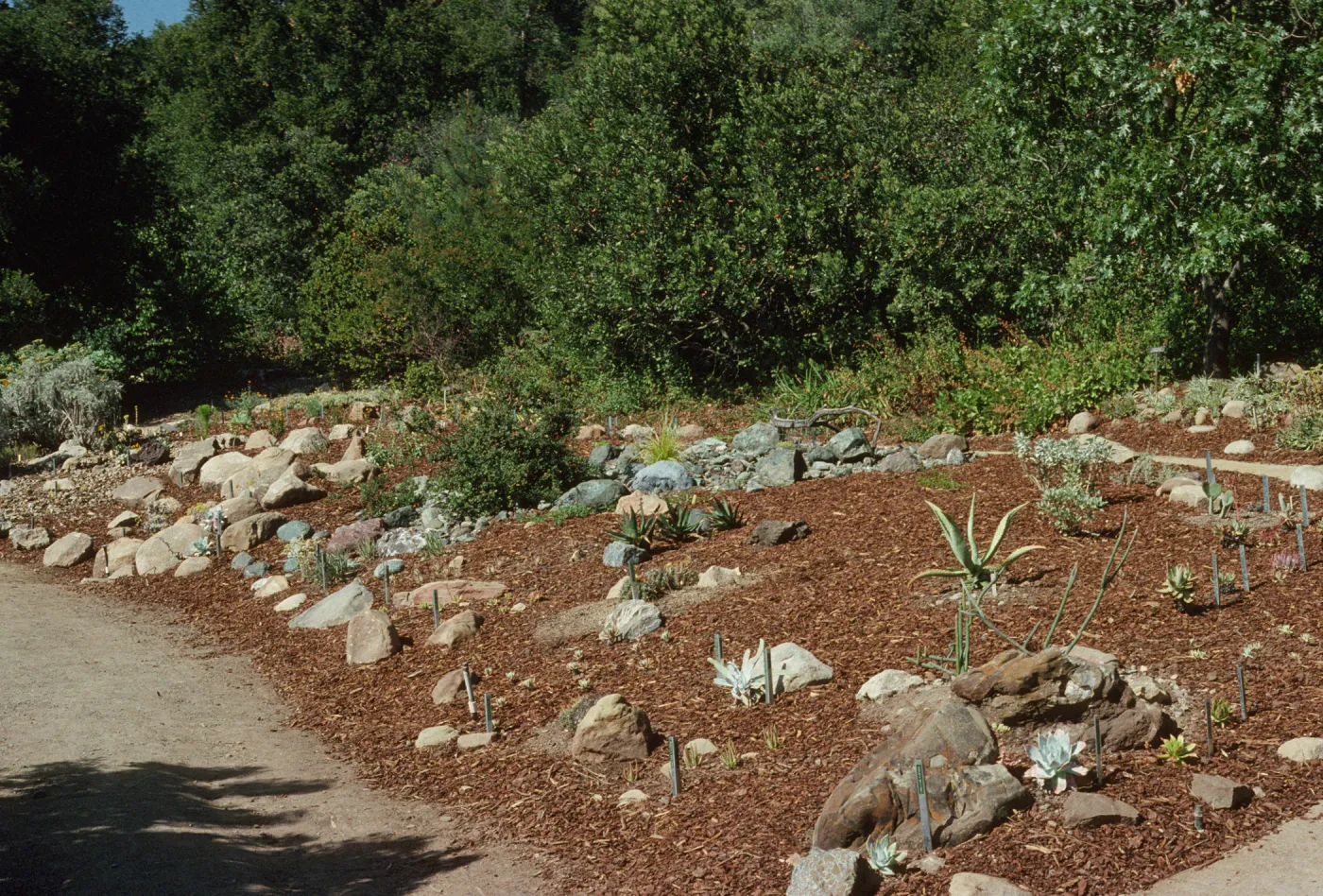 Newly Planted Dudleya Display