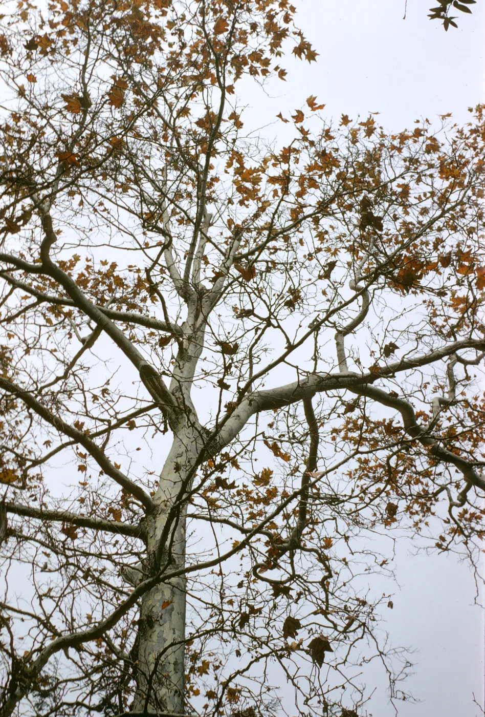 Sycamore