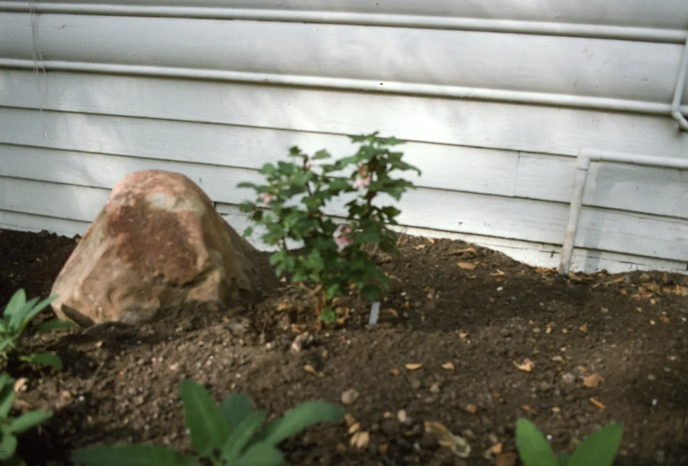 SBBG Home Demonstration Garden construction