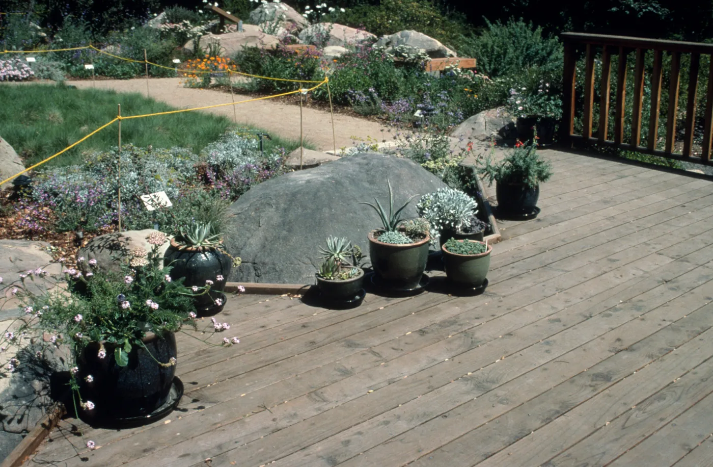 Potted Plants on HDG deck