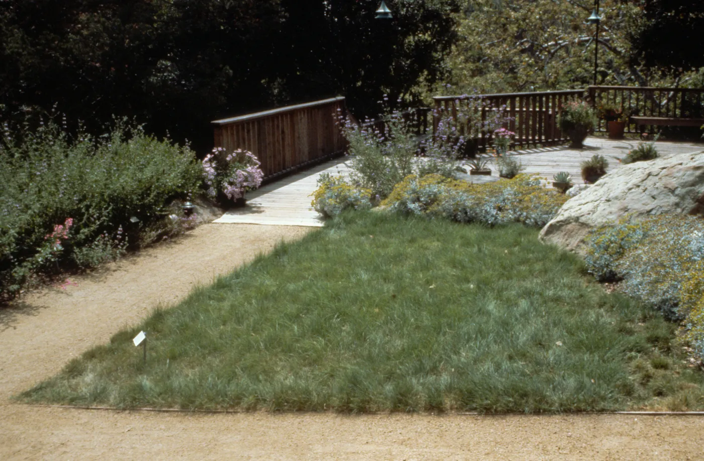 Home Demonstration Garden Lawn Substitute