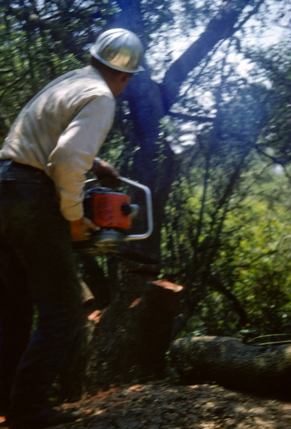 Cutting the oaks in the new Island Section