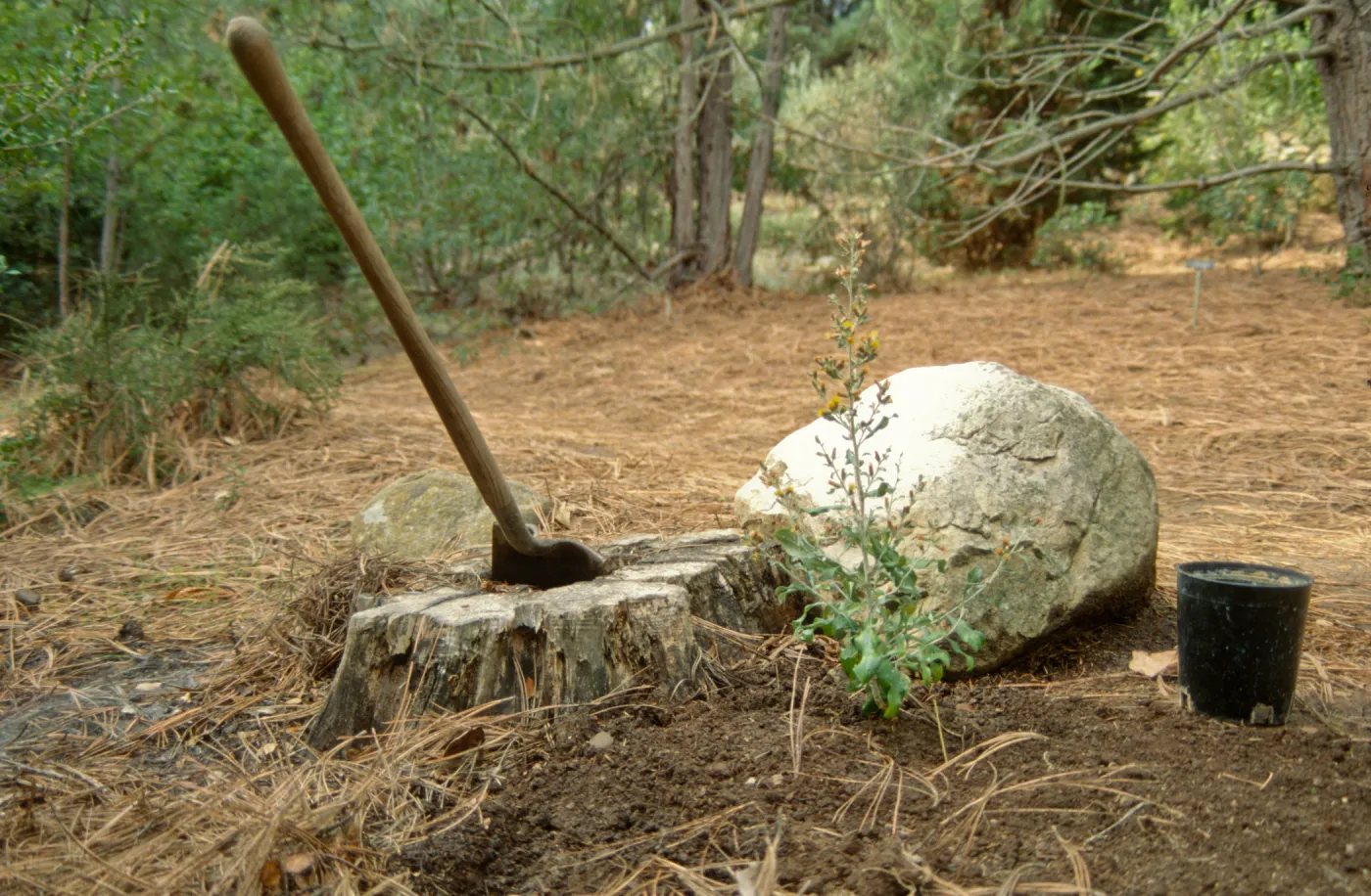Island Rare Plant Display planting