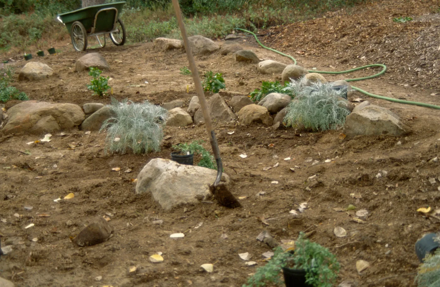 Island Rare Plant Display planting