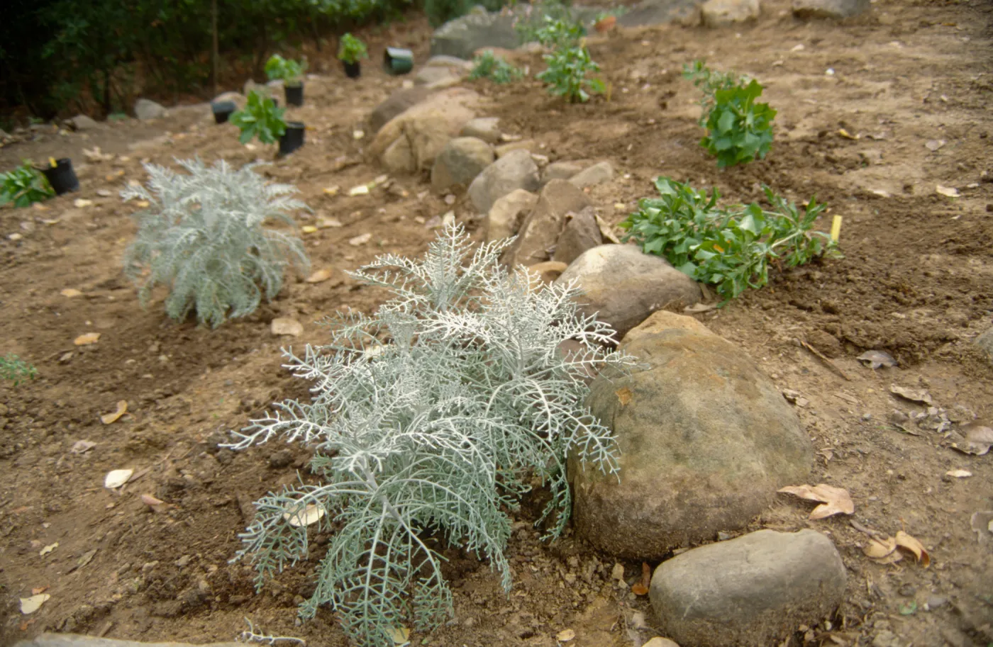 Island Rare Plant Display planting