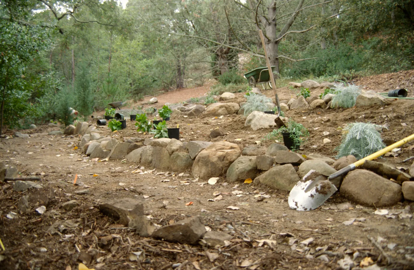 Island Rare Plant Display planting