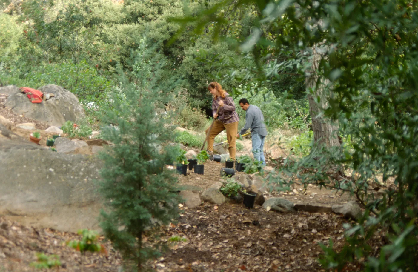 Island Rare Plant Display planting