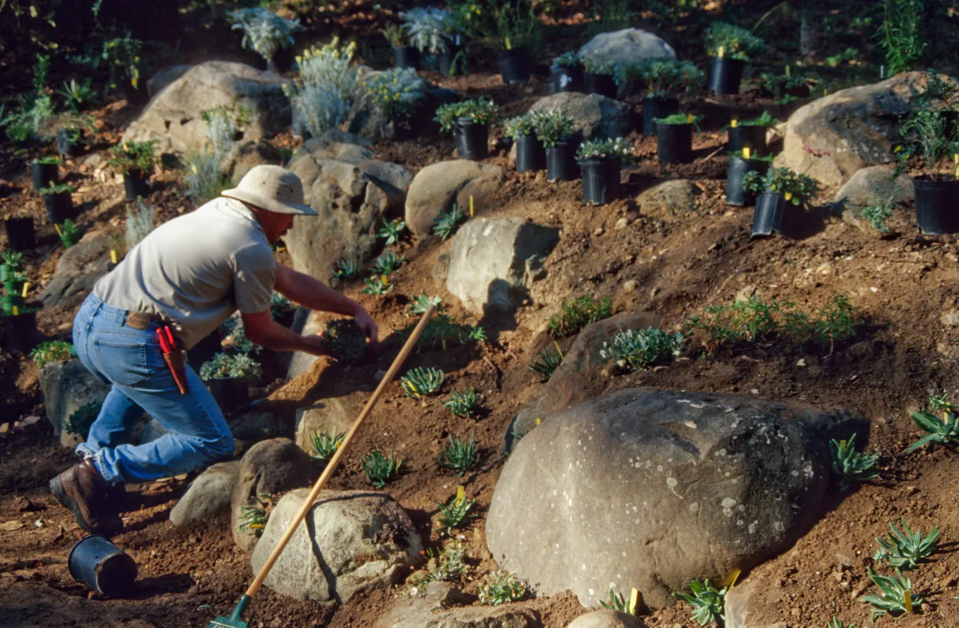 Island slope planting