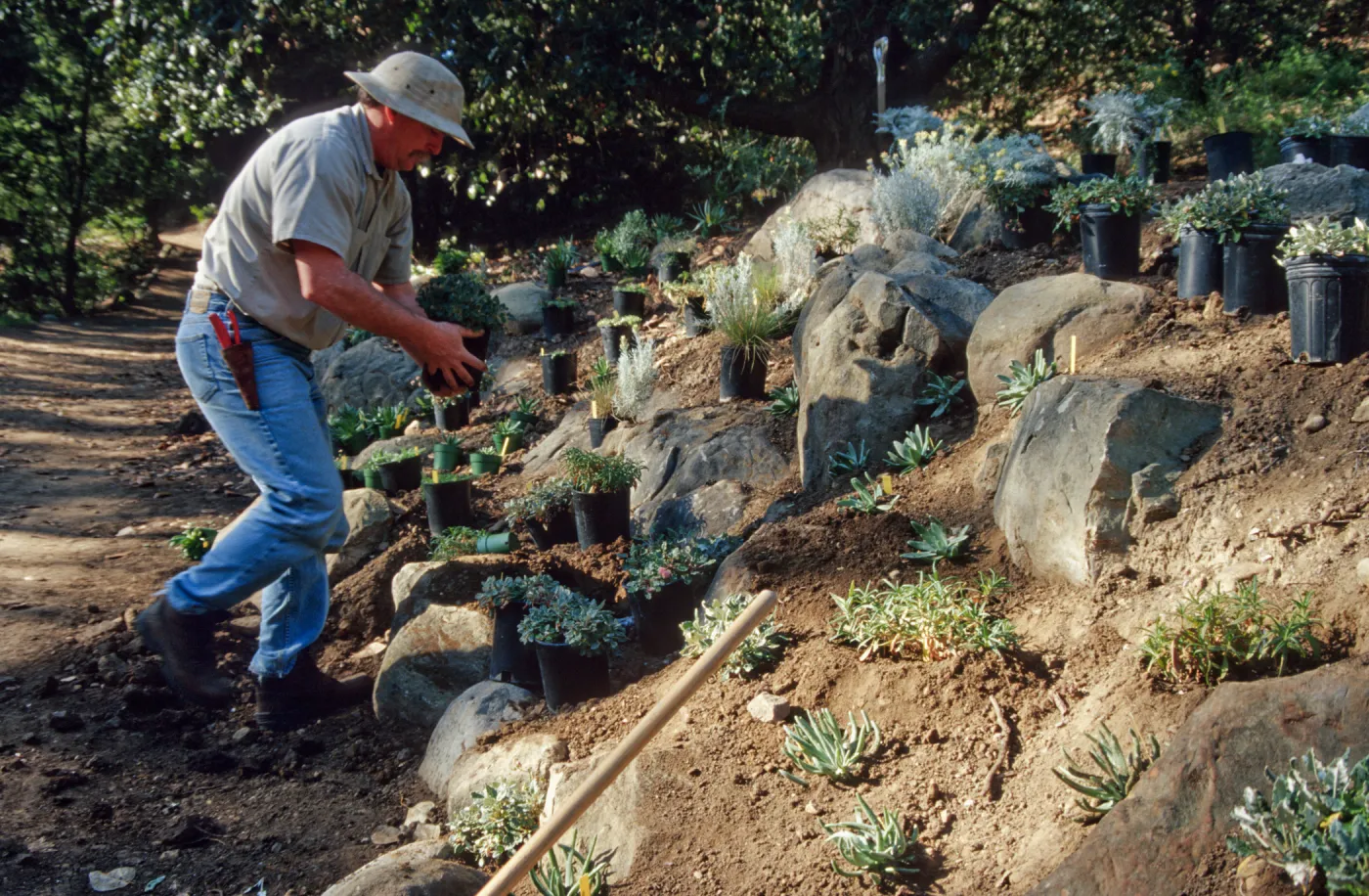 Island slope planting