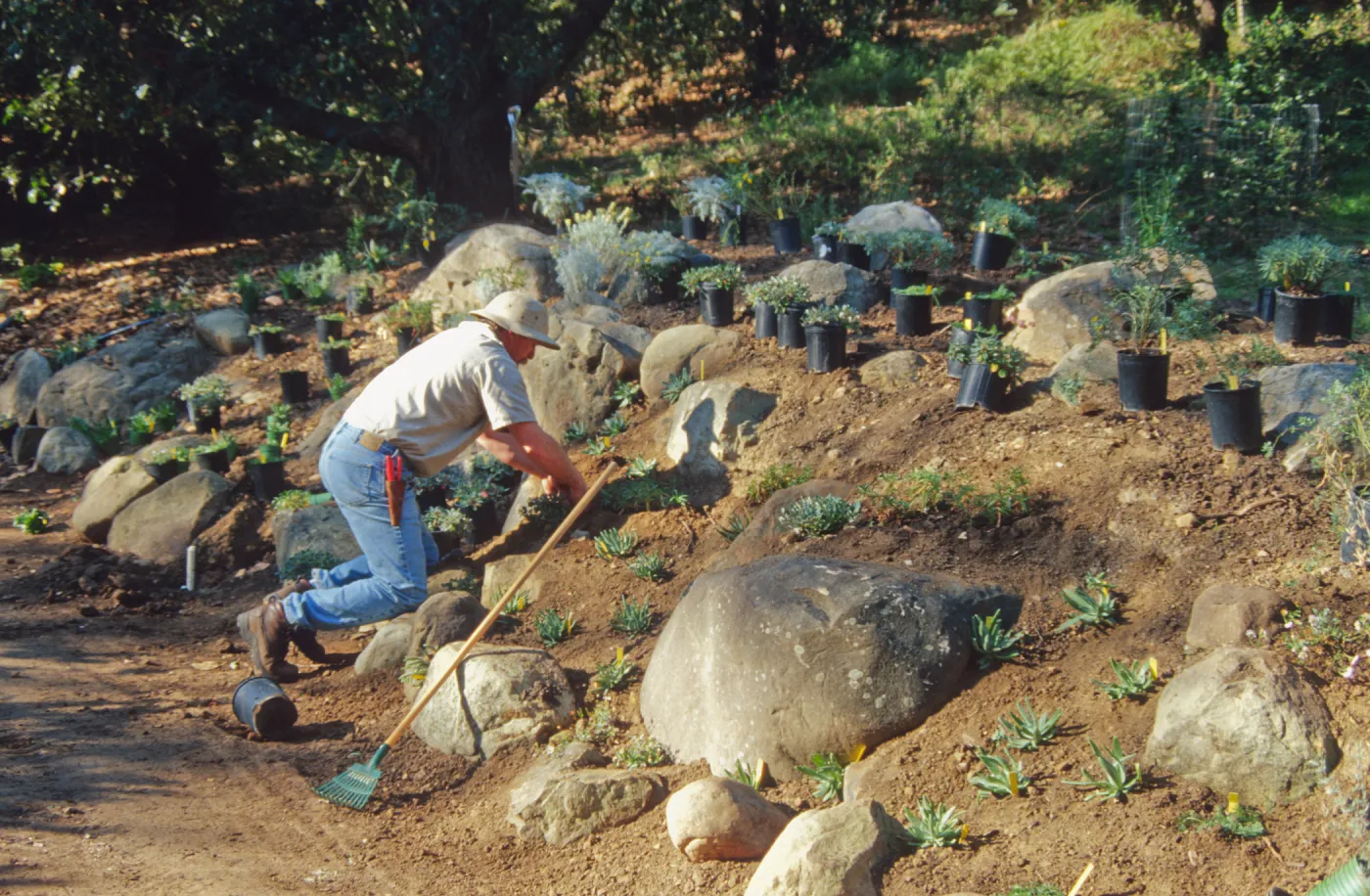 Gerry Conroy planting the Island Coastal Bluff display in the Island Section