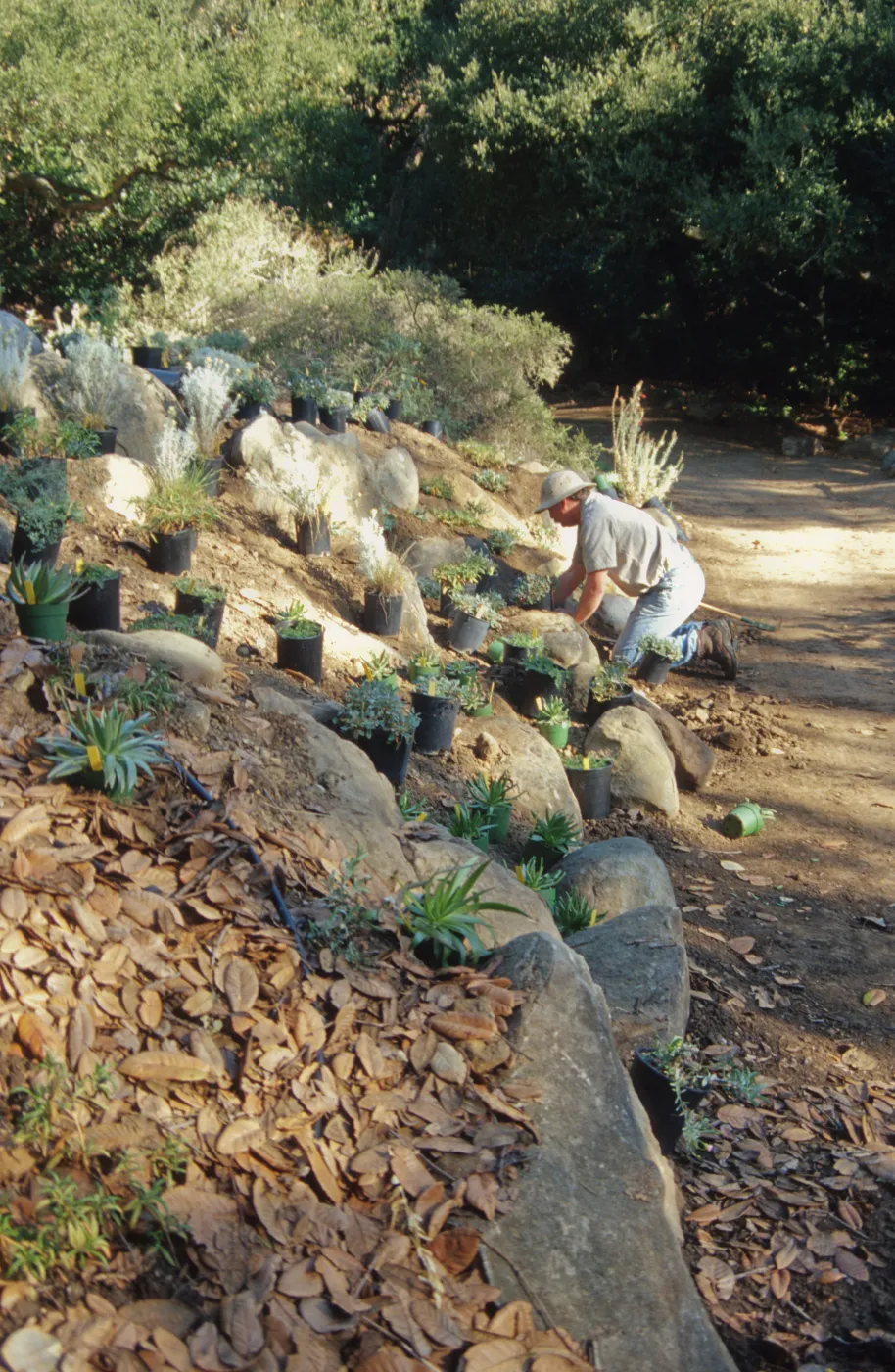 Island slope planting