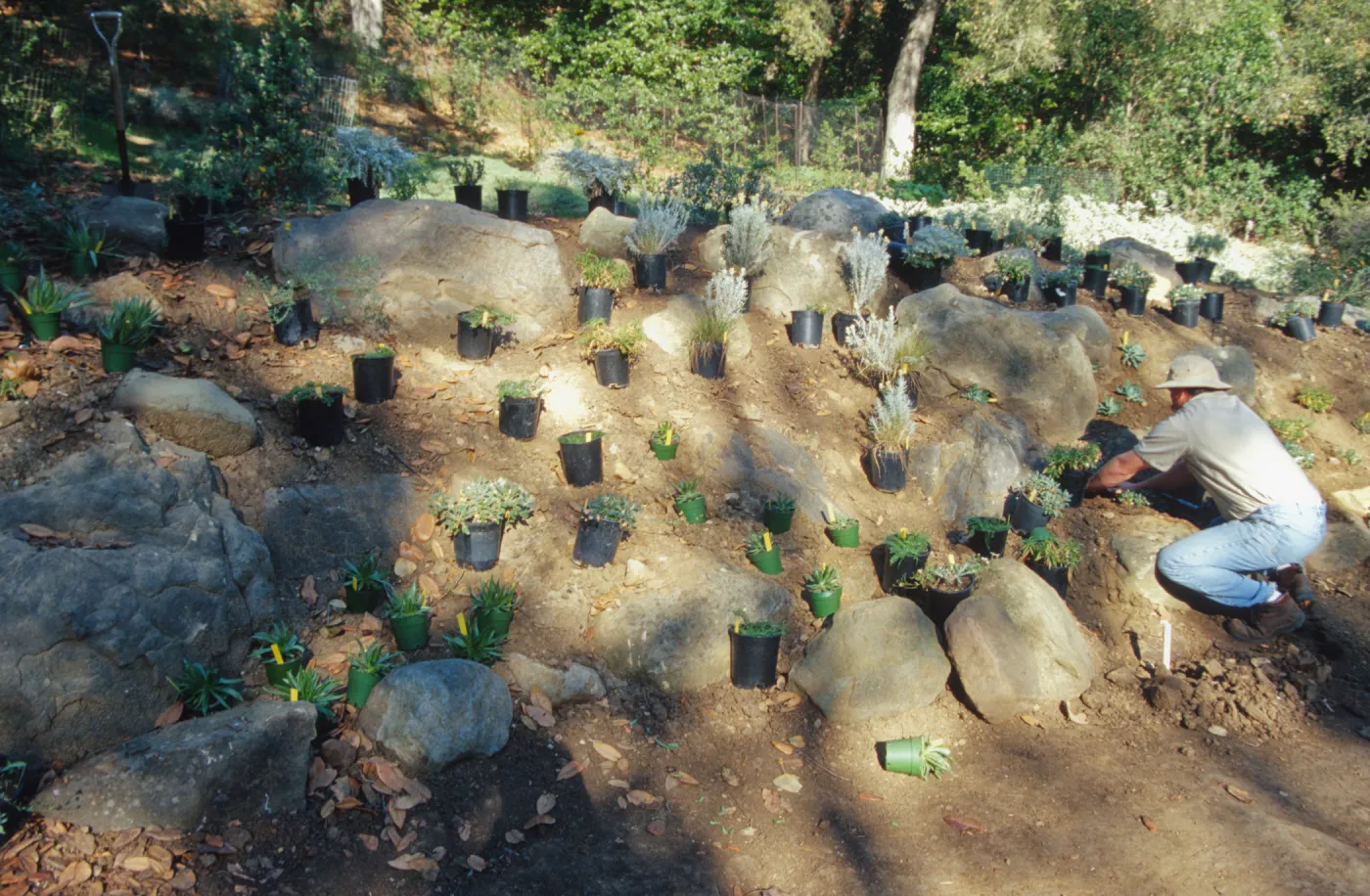 Island slope planting