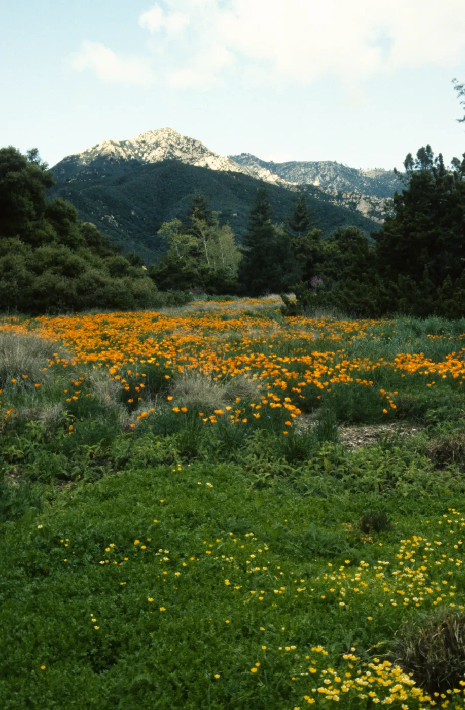 Meadow