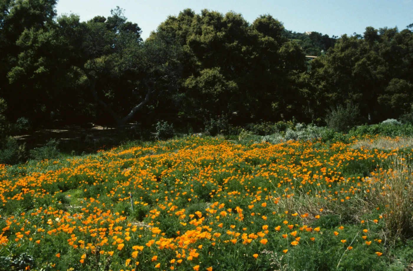 Poppies in Meadow