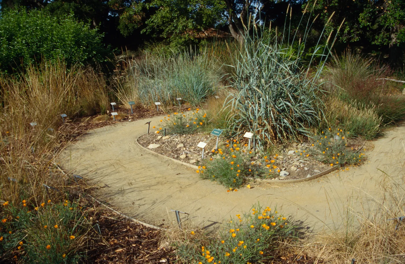 Meadow grass display