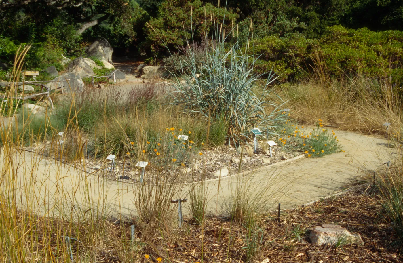 Meadow grass display