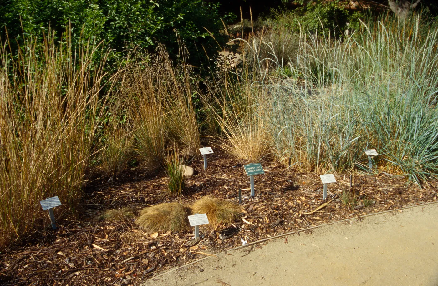 Meadow grass display