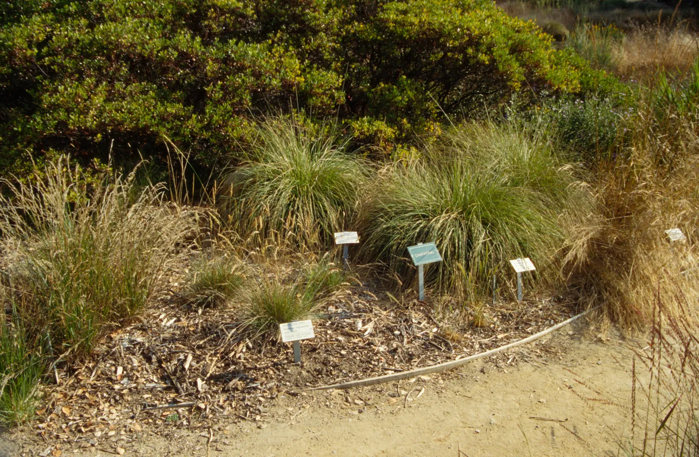 Meadow grass display