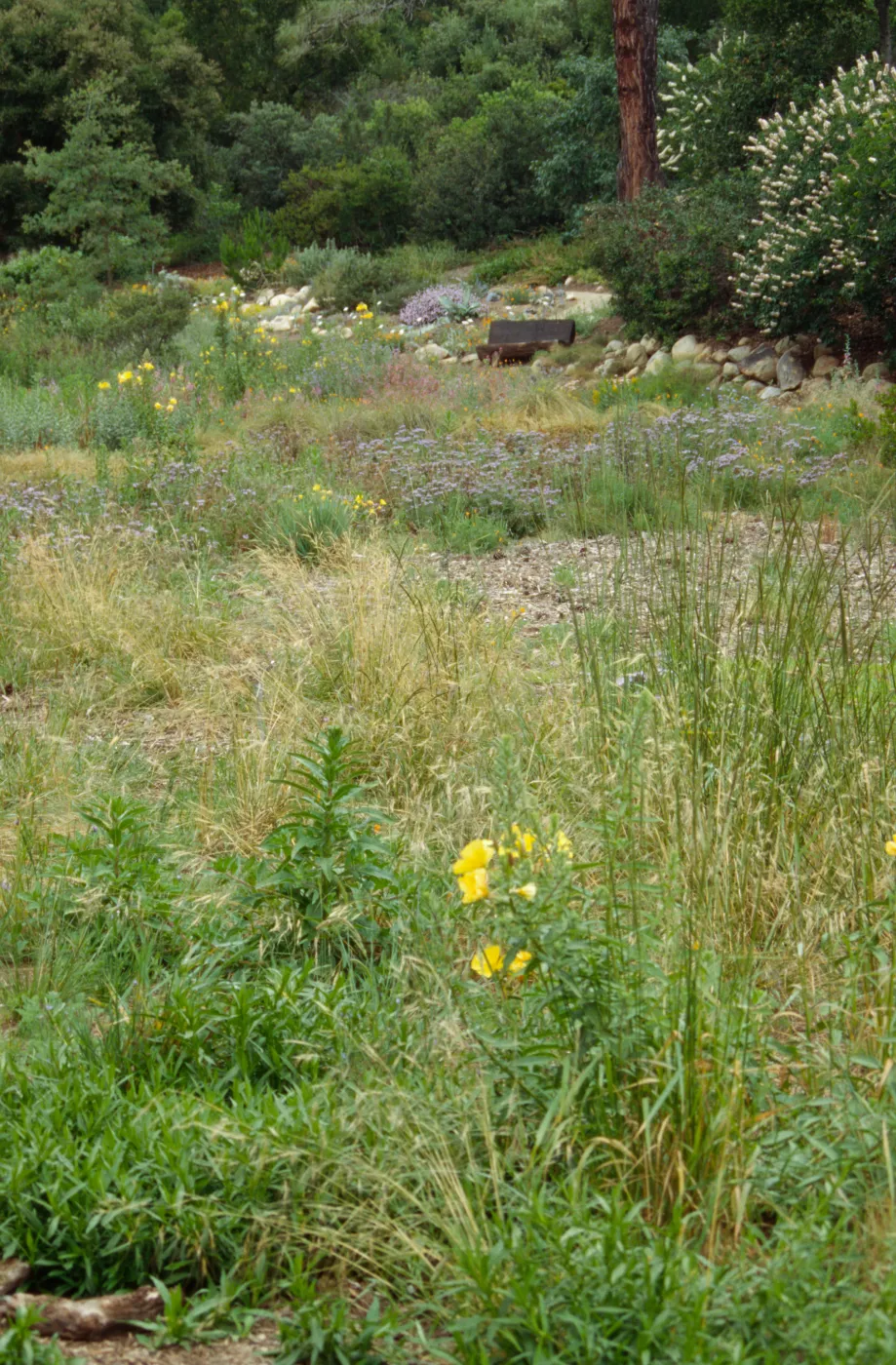 Meadow