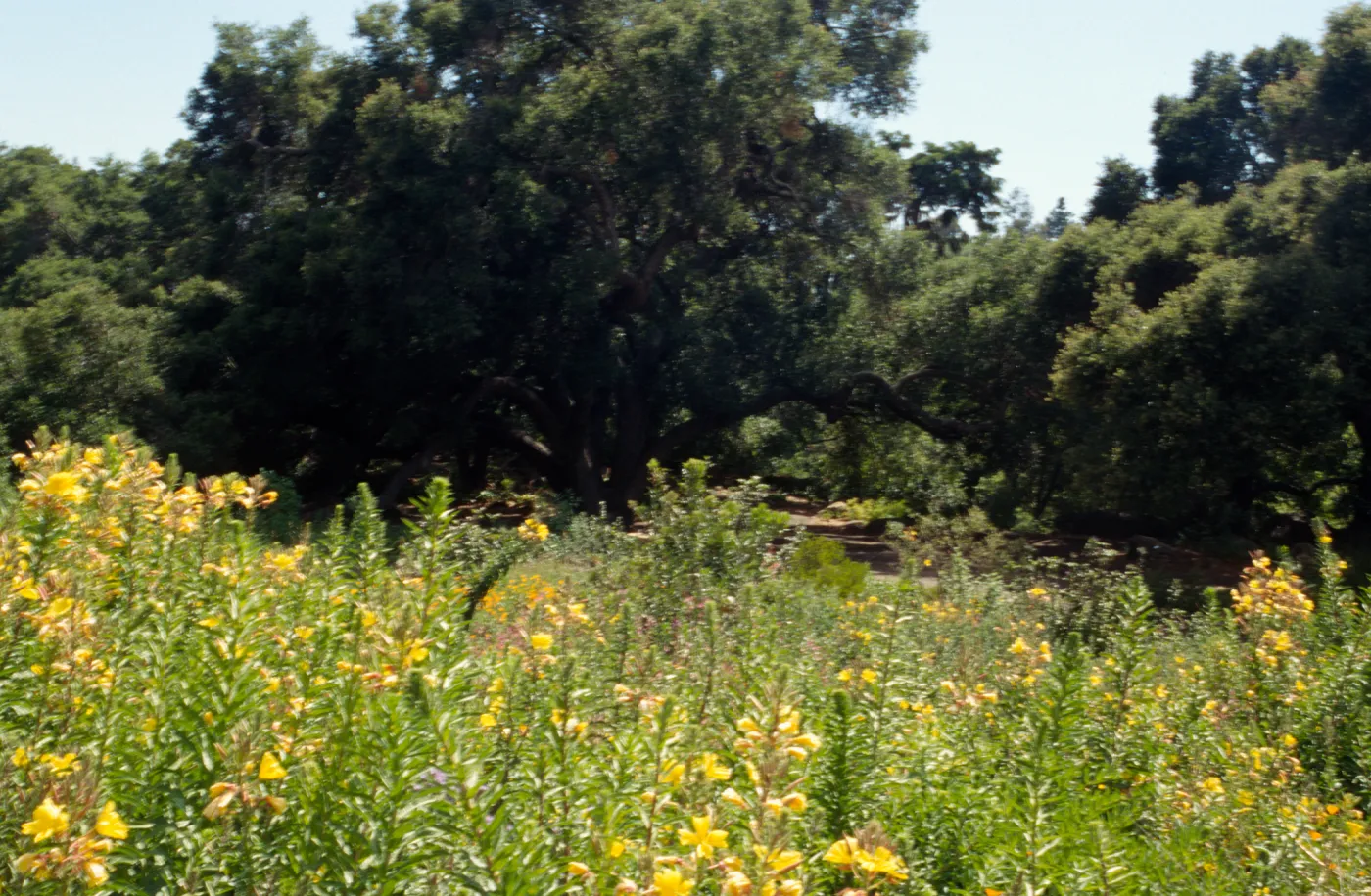 Meadow Oaks (Coastal Live Oak) and Oenothera