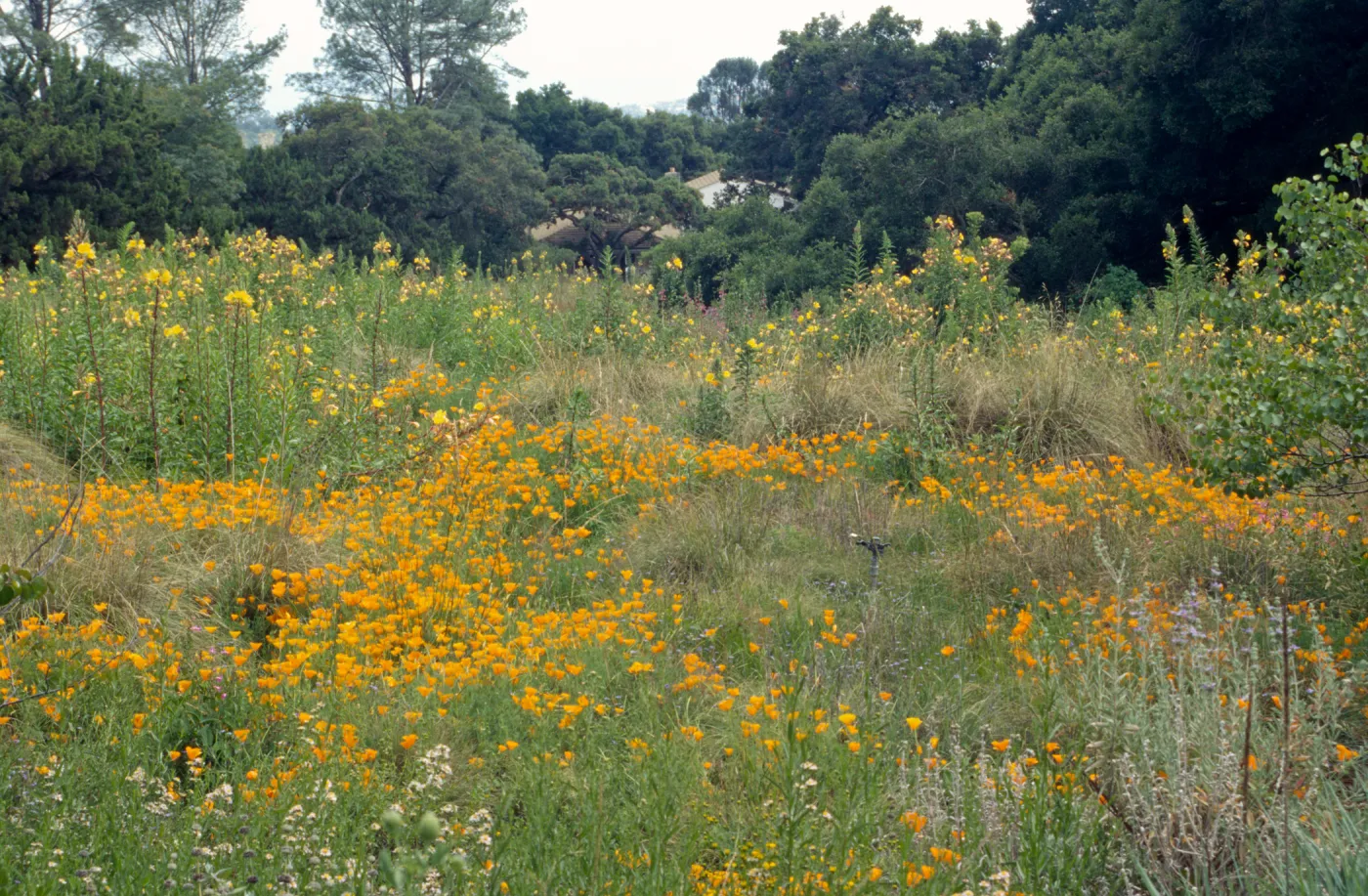 Meadow, looking south