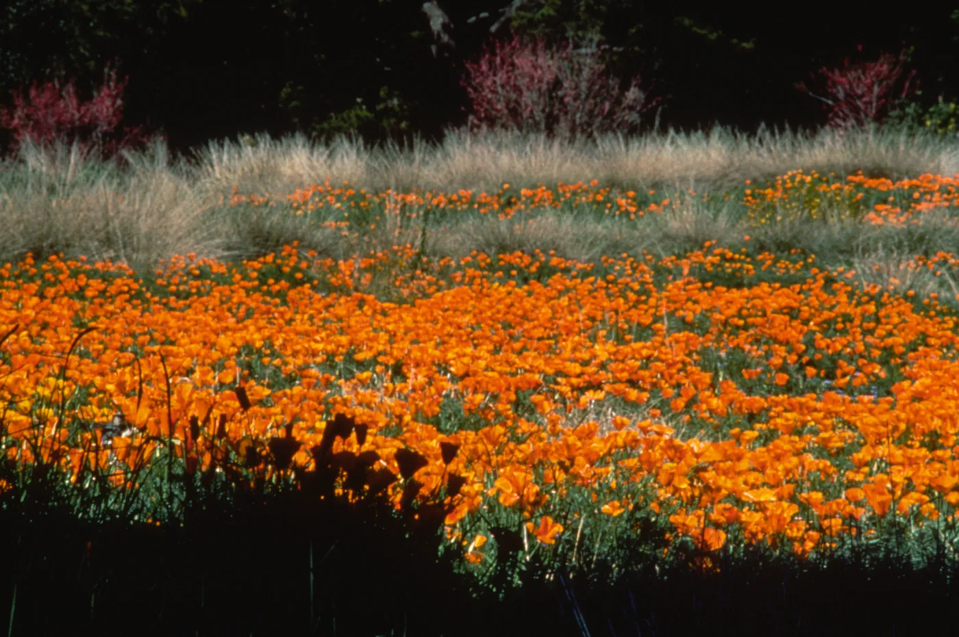 Poppies in the Meadow, border grasses