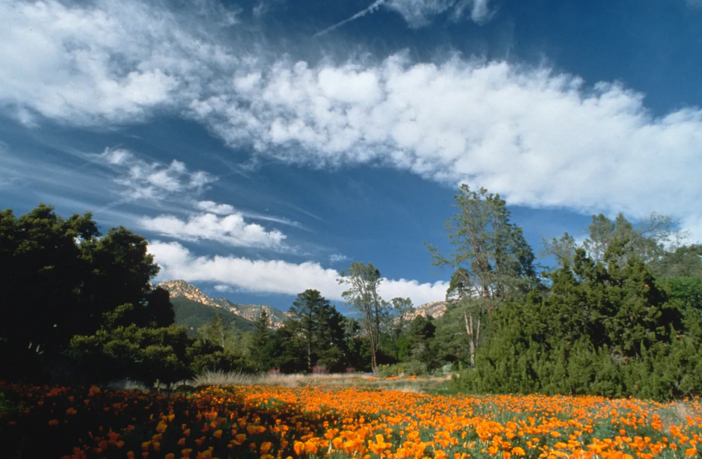 field of poppies in the Meadow, looking north