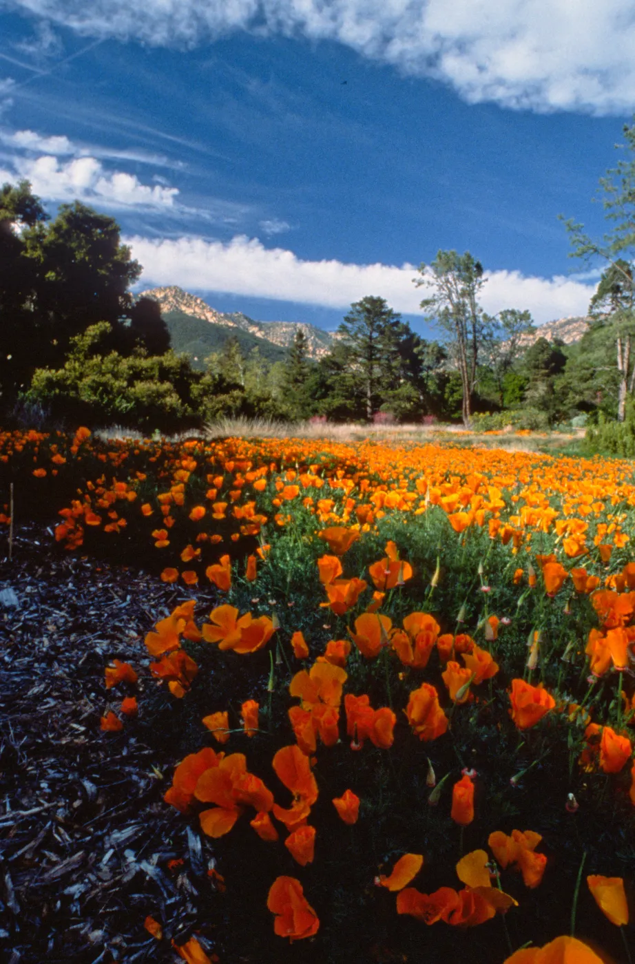 field of poppies in the Meadow, looking north