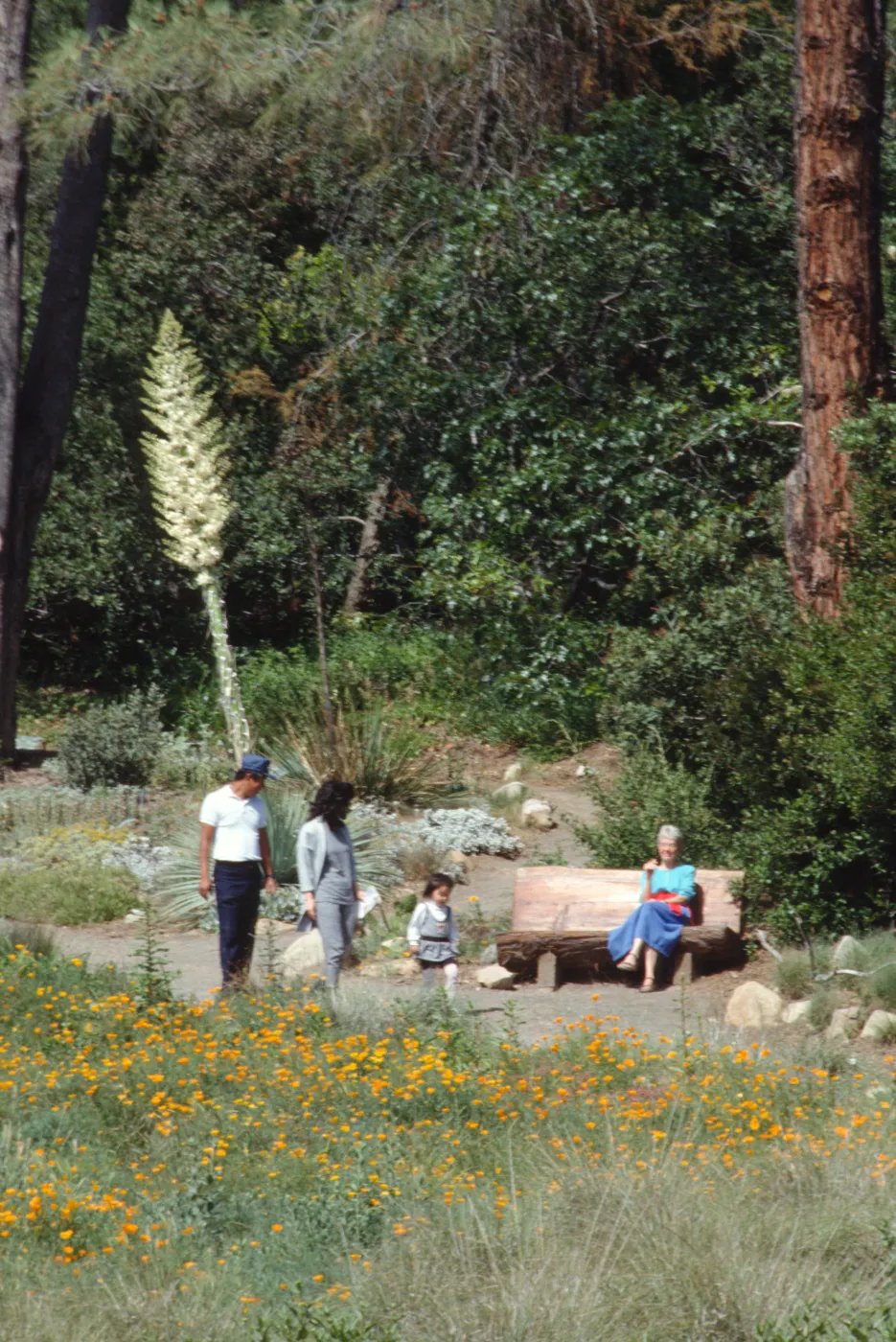 Meadow, with bench & people