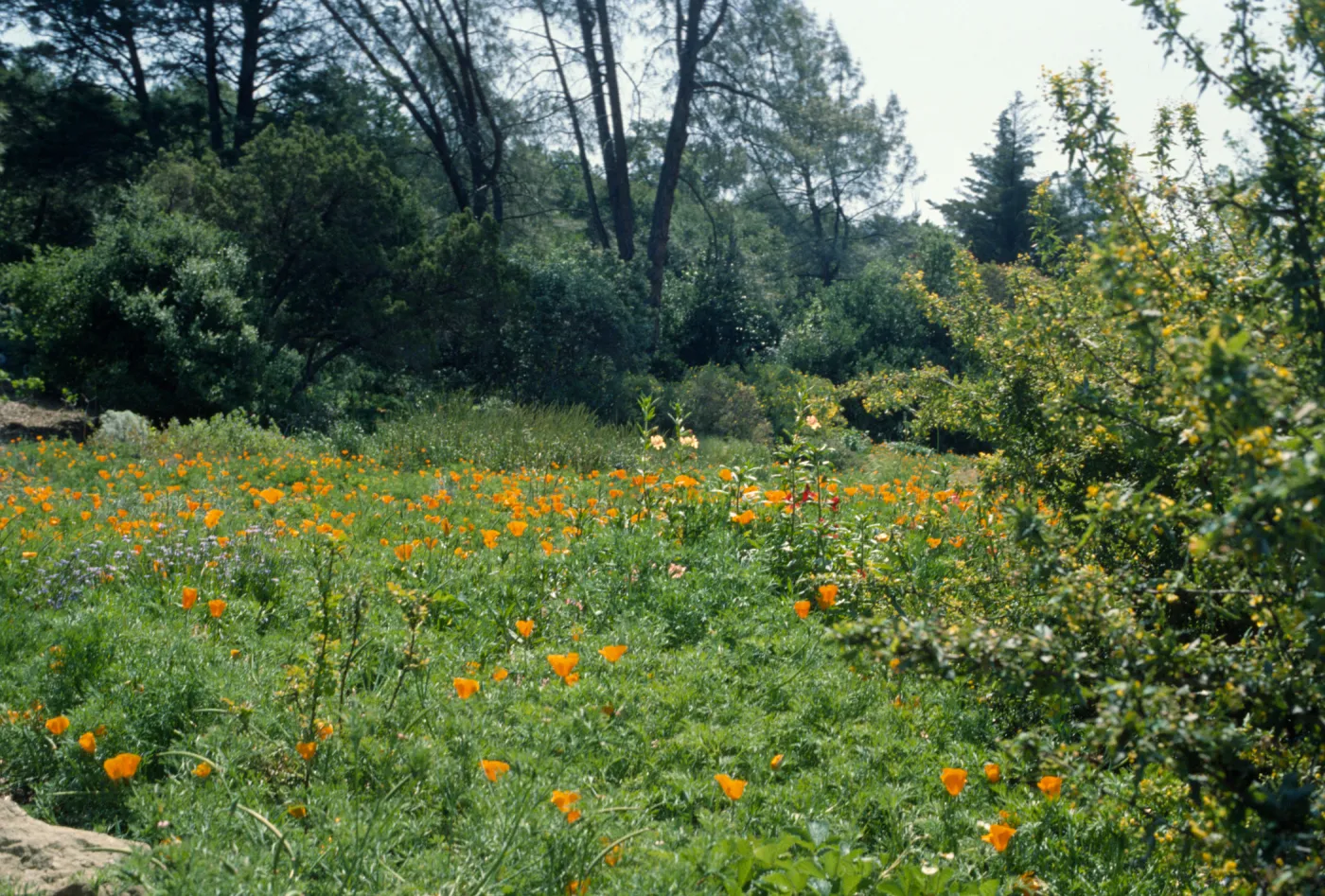 Meadow, looking east
