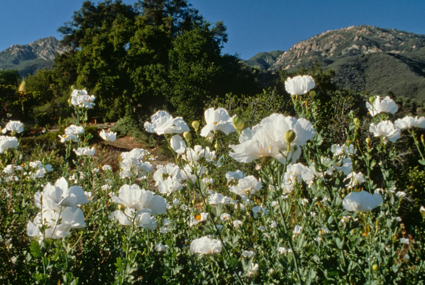 Porter Trail with Matilija poppies