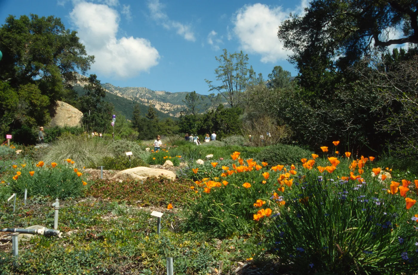 Meadow, looking north