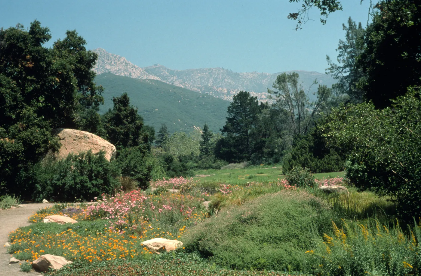 Meadow, ground cover display