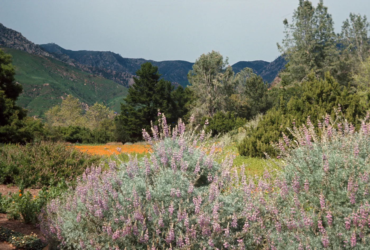 Meadow looking north