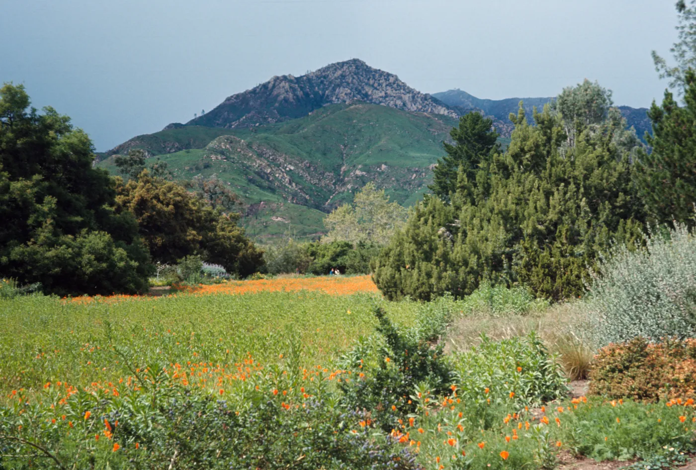 Meadow with wildflowers, Spring following the Coyote Fire