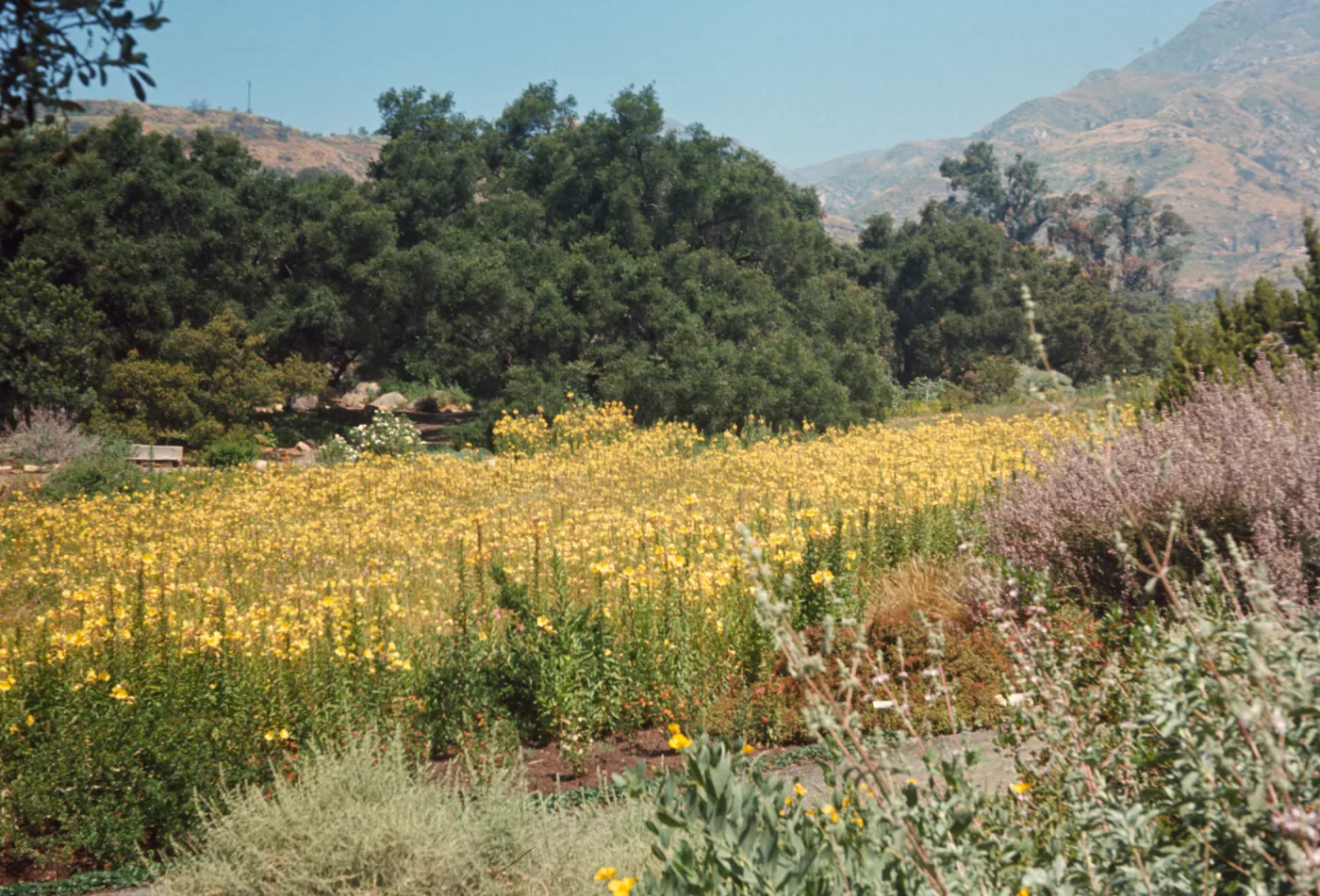 Meadow