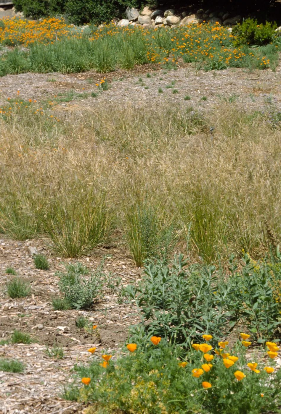 Meadow plantings