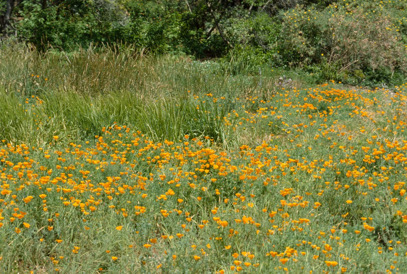 Meadow with poppies
