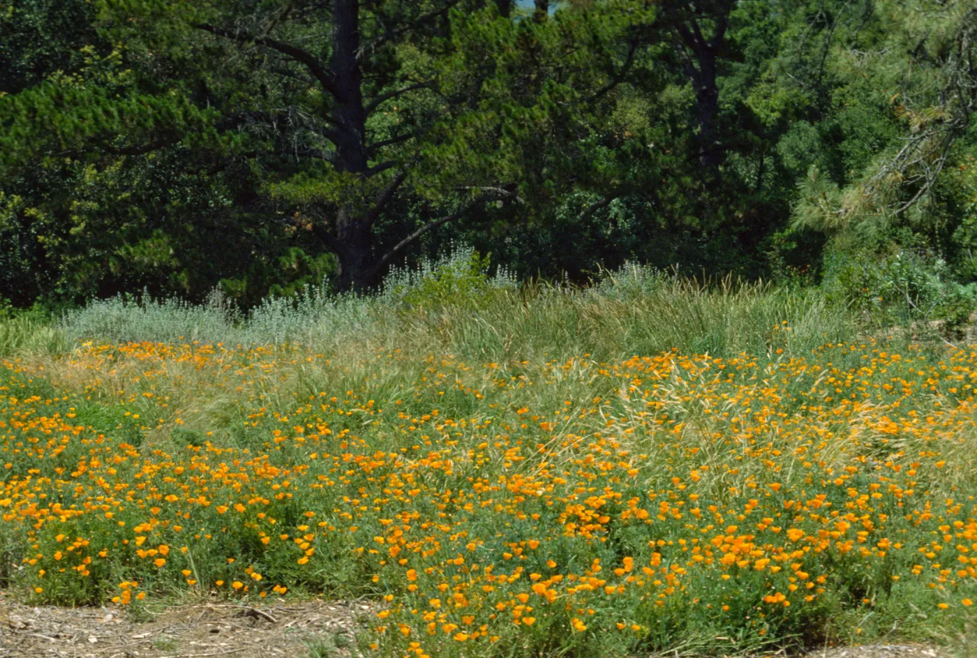 Meadow