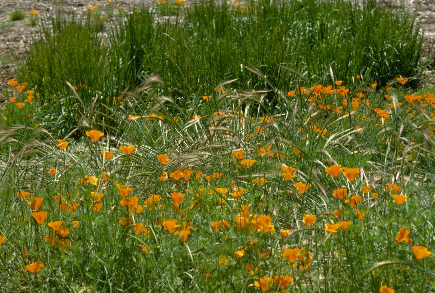 Meadow