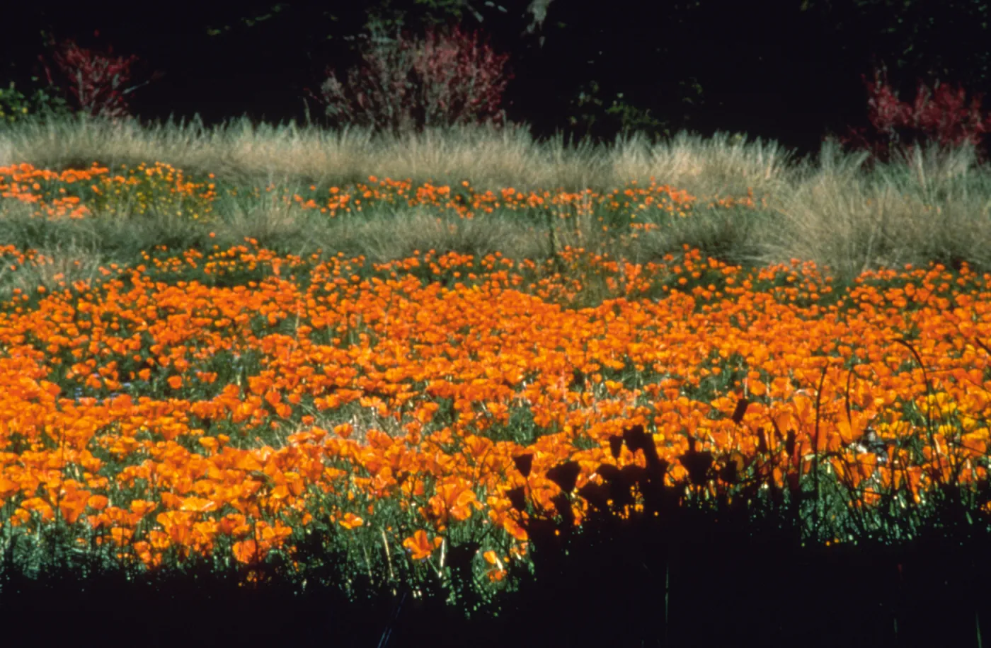 poppies in the Meadow